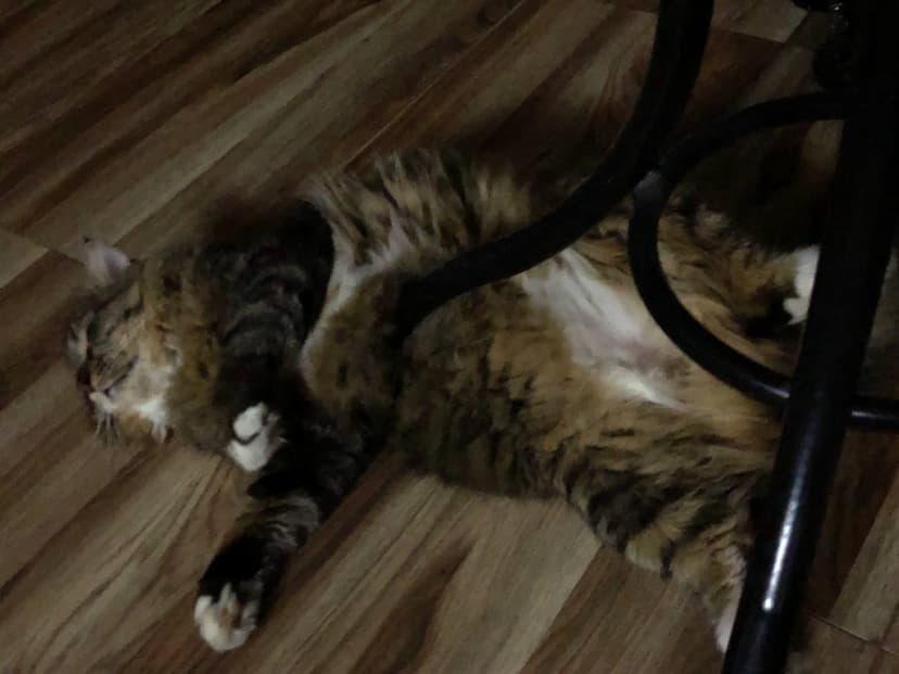 My Cats